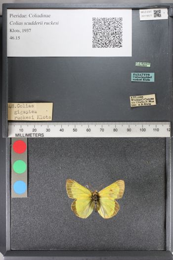 Media type: image;   Entomology 119577